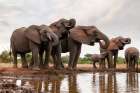 A herd of African elephants drinking Mashatu Game Reserve-Botswana Art Print
